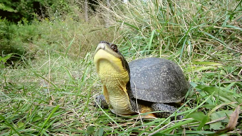endangered blanding's turtle emydoidea blandingii extends Stock Footage ...