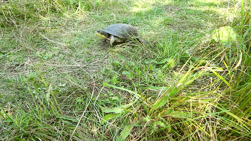 endangered blanding's turtle emydoidea blandingii walks Stock Footage ...