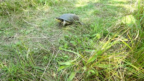 An Endangered Blanding's Turtle (Emydoidea blandingii) Walks On Land While Searching for a Place to Lay Eggs in Ontario, Canada.