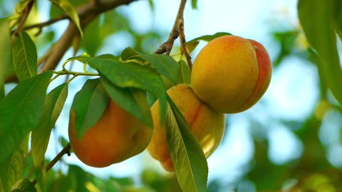 Juicy ripe colorful fresh peaches on the tree.