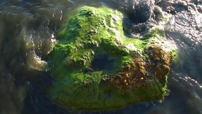 Very Nice Green Moss On The Rock Video.