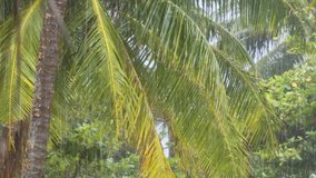 Heavy rain pours through the leaves and fronds of tropical palm trees on the remote island of Fihalhoni in the Maldives. with sound. UltraHD stock footage