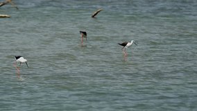 Three common stilts. wading in the shallow water of a lake inside Yala National Park. an important wildlife refuge in Sri Lanka. UltraHD stock footage