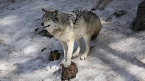 timber wolf slipping on the icy snow hill