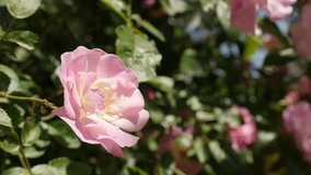 Beautiful light pink Rosa flower shallow DOF 4K 2160p 30fps UltraHD footage - Climber Rose plant shrub close-up 3840X2160 UHD video