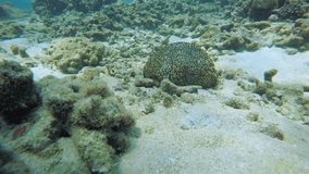 Soft coral and other wild sea life in the shallow water of a coral reef environment in southern Thailand. UltraHD stock footage
