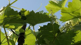 Close-up of green young grapevines against blue sky 4K 2160p 30fps UltraHD footage - Green Vitis plant with first fruit 3840X2160 UHD video