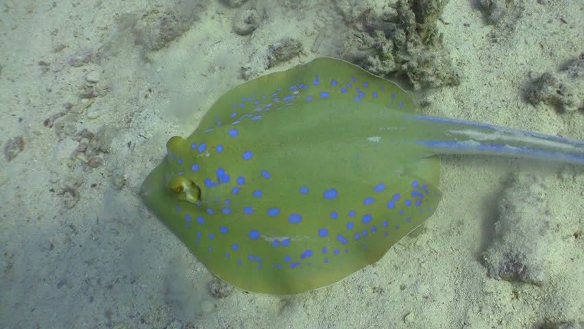 Blue Spotted stingray swims on the coral reef, Red sea
