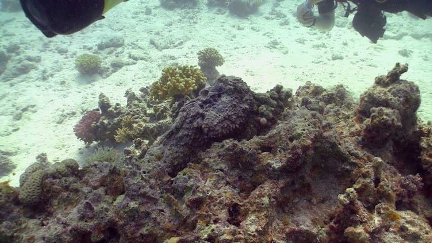 Stonefish on Coral Reef, Red sea