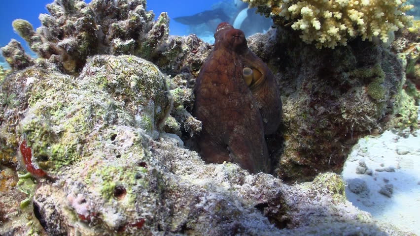Octopus Steals Video Camera, Coral Reef Red Sea