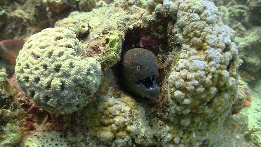 Murena on Coral Reef, Red sea