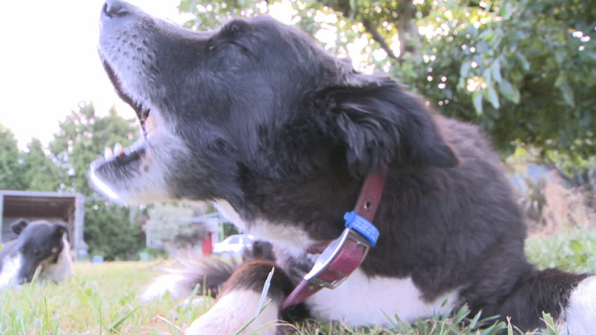 border collie dog chews on a bone