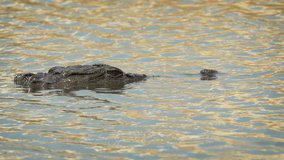 Head and snout of solitary mugger crocodile. barely visible as he waits in ambush in Sri Lankan Lake. 4k UHD stock video