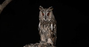 Long Eared Owl, asio otus, Adult, Normandy in France, Real Time 4K