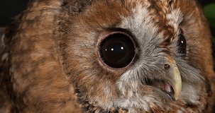 Eurasian Tawny Owl, strix aluco, Portrait of Adult, Normandy, Real Time 4K
