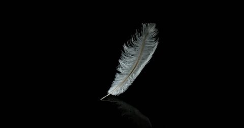 White Feather Falling against Black Background, Normandy, Slow Motion 4K