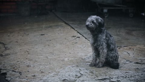 Dog Under Rain Waiting For