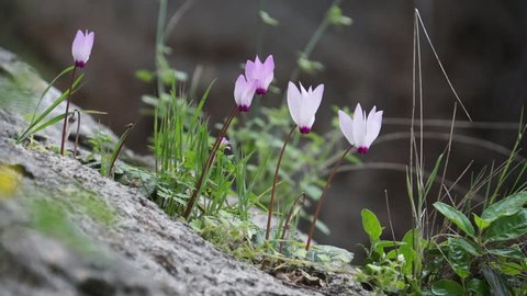 Qadisha Valley. Static shot of cyclamen flowers growing from a rock in the valley. The Qadisha Valley is a deep gorge located in north Lebanon.