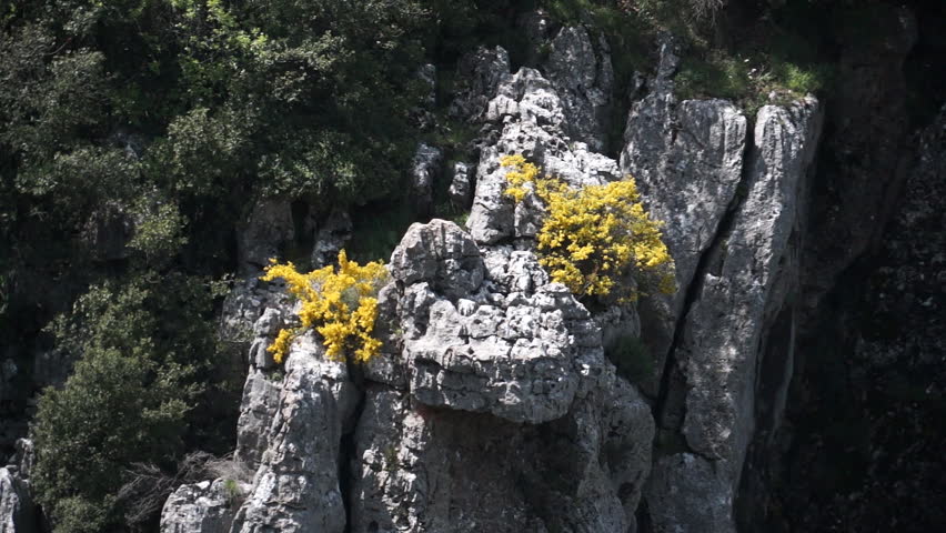 Qadisha Valley. Static shot of plants growing out of a rock in the cliffside overlooking the valley of Qadisha.