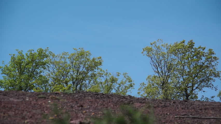 Bsharri. Low-angle on trees planted in the fertile soil of the Qadisha Valley which is fed by water springs and snowmelt from the Mount Lebanon range.