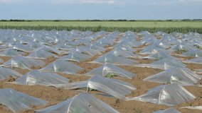 Field of watermelon and melon plants under small protective plastic greenhouses