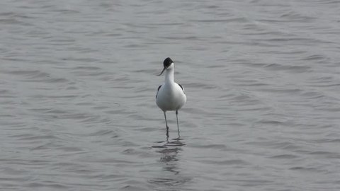 Pied avocet stands in shallow water, looks around and calls