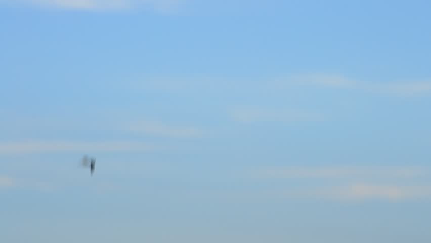 One solitary tern flies high on background of beautiful sky. Tracking shot.