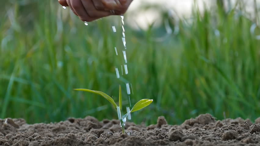 Slow motion. Farmers male hand watering plant. | Shutterstock HD Video #27363040