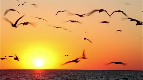 hundreds of birds on a background beautiful sunset 6