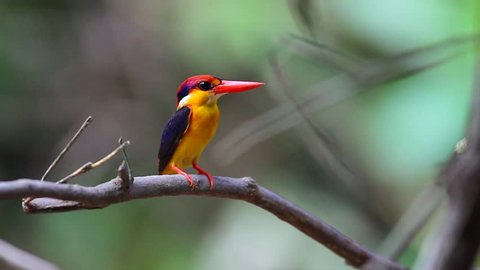 Black-backed Kingfisher standing in the branch and waiting to catch the fish or insect  in the wild at  Southern Thailand