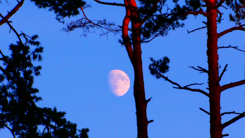 Forest moon