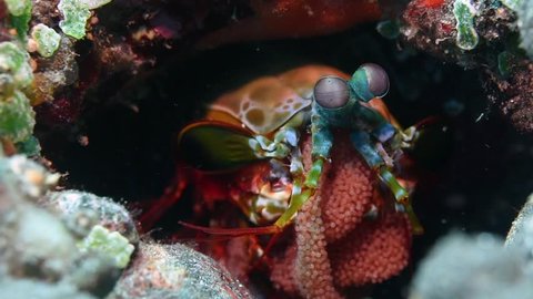 A Peacock mantis shrimp, Odontodactylus scyllarus, with a clutch of pink eggs held protectively against the abdomen, Tulamben, Bali, Indonesia