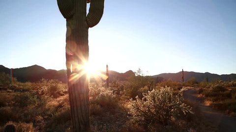 Saguaro Cactus- Panoramic on the Desert. The Saguaro is a cactus species that can grow to be over 70 feet (21 m) tall. It is native to the Sonoran Desert in Arizona, parts of Mexico and California.