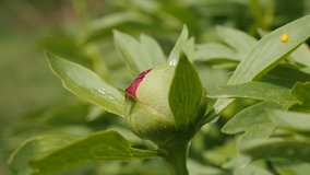 Opening of Paeonia peregrina shallow DOF 4K 2160p 30fps UltraHD footage - Close-up of Paeoniaceae family green peony bud 3840X2160 UHD video