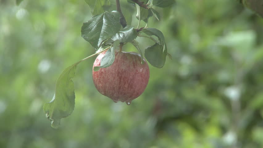Cobweb to apple on a fruit tree rack focus