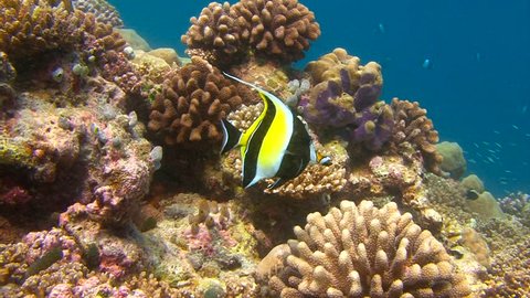 Diving on the reefs of the Maldives archipelago. Fish Moorish idol.
