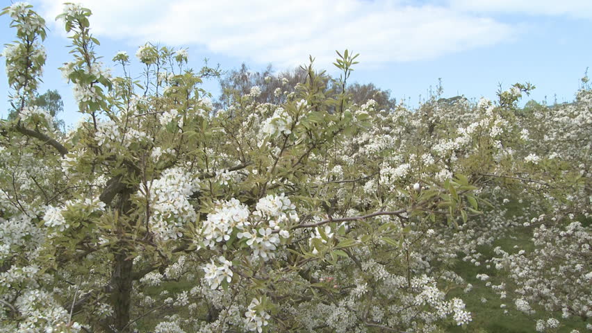 a descending crane shot of blossoms on a large pear tree 