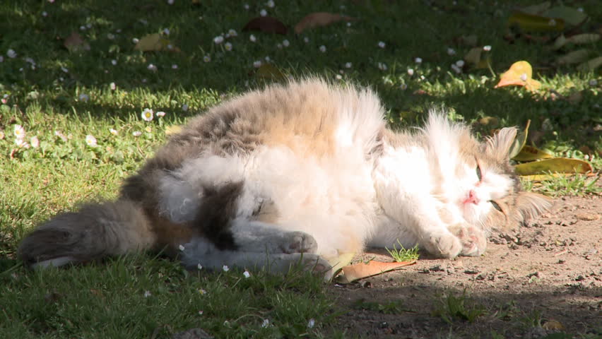 Domestic cat stretches out in the sun