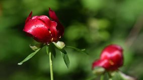 Video of red wild peony swinging from the wind