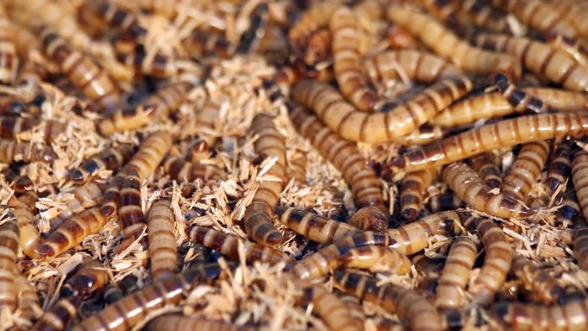 Mealworms - mealworms are an excellent live food for reptiles, fish, and birds,