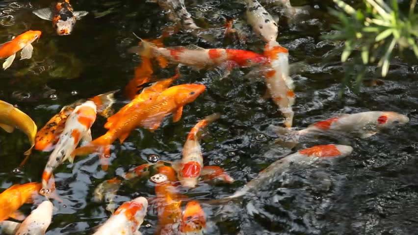 koi carp swimming in a pond