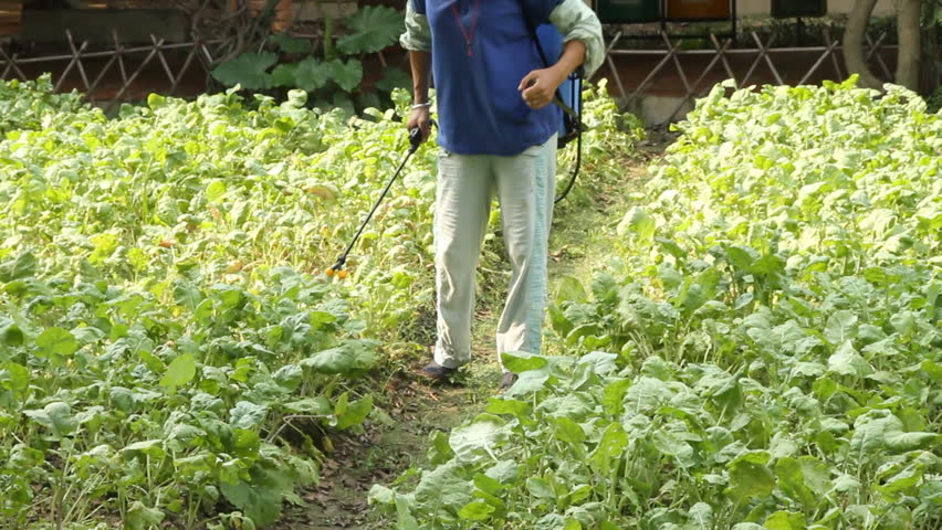 Farmer spraying pesticides on vegetables field