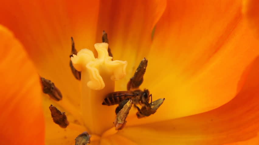 Honey Bee in Tulip core
