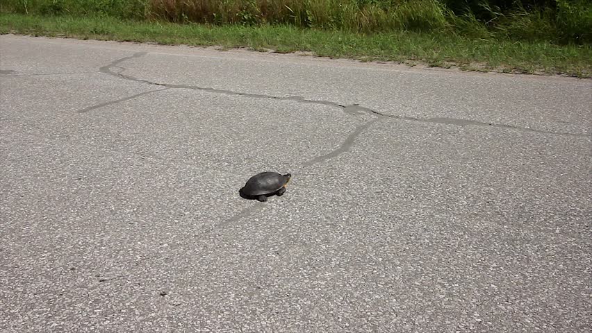 A Man Stops His Car to Safely Assist an Endangered Blanding