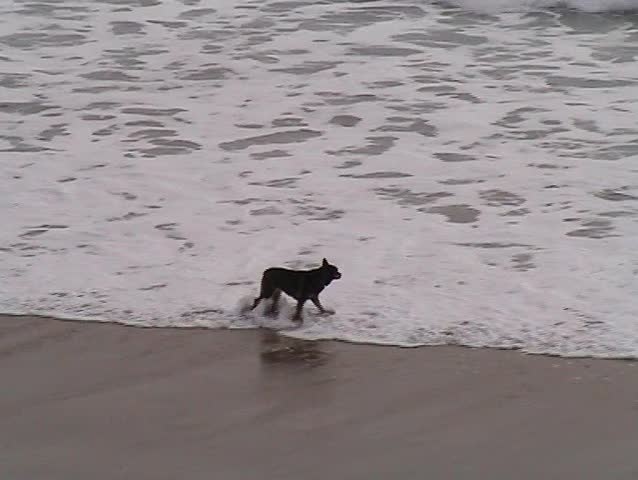 Dog facing the waves in the beach