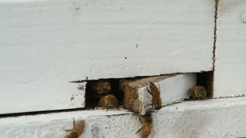 bee nest box entrance