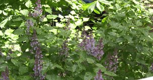 Close up video view of lilac flowers during sunny day in Moscow, central Russia