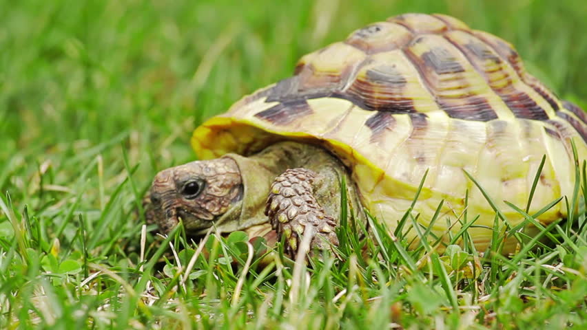 Old, yellow colored turtle slowly moving through the scene on green grass (shot