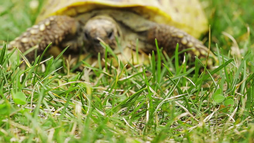 Old, yellow colored turtle slowly moving through the scene on green grass (shot