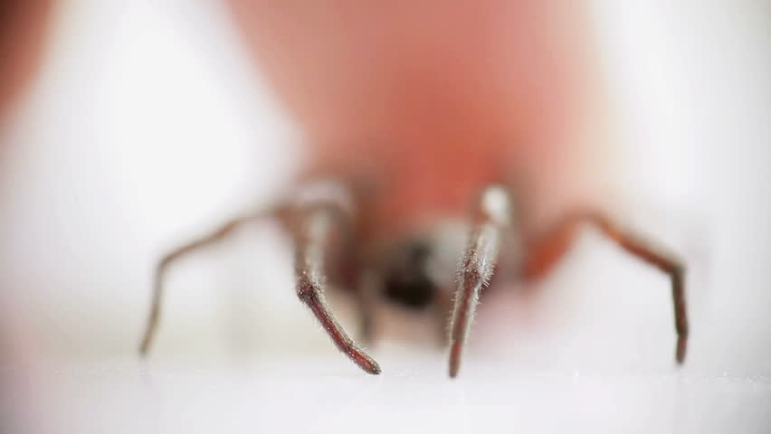 Closeup macro of  spider on white isolated background (selective focus)